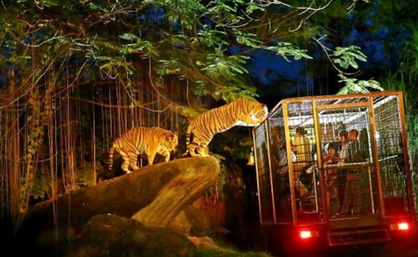 新加坡旅游新加坡夜間動物園