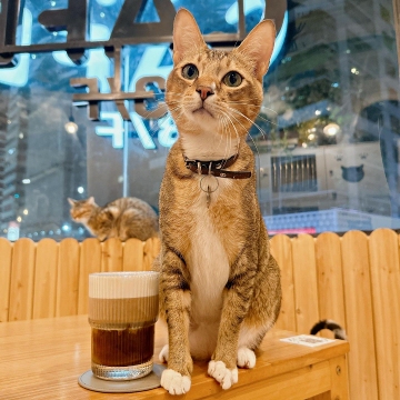 貓cafe 貓島