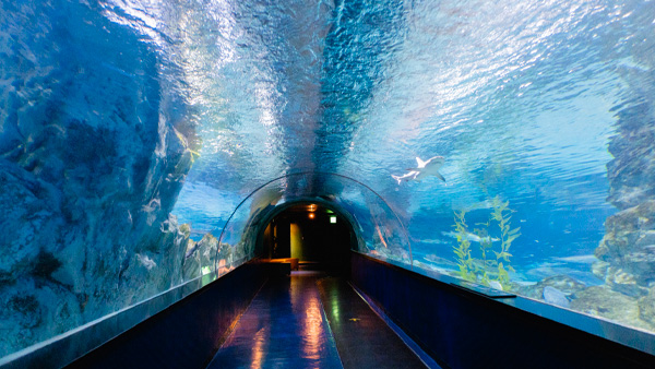 首爾旅遊 COEX水族館