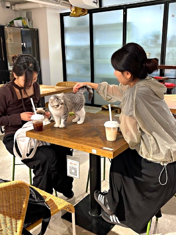 佐敦貓cafe主題飲品