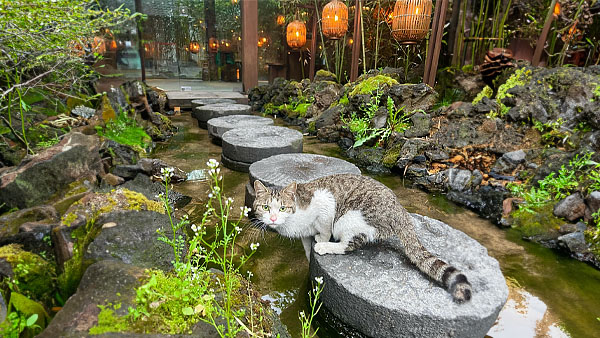 首爾cafe推薦 清水堂